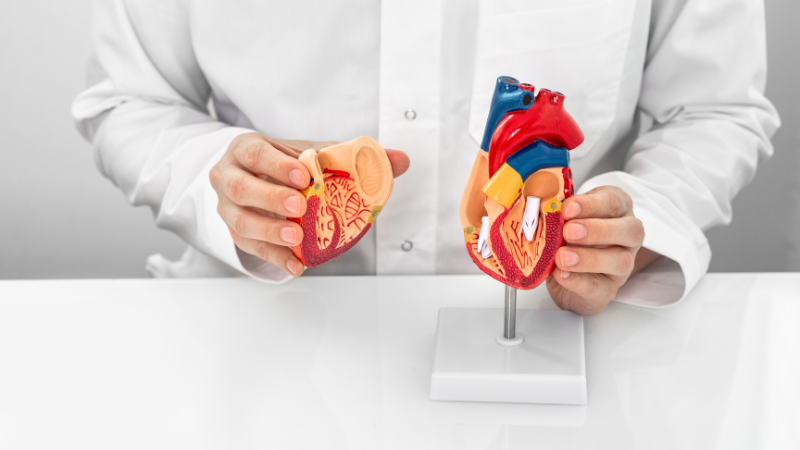 La cardiologie